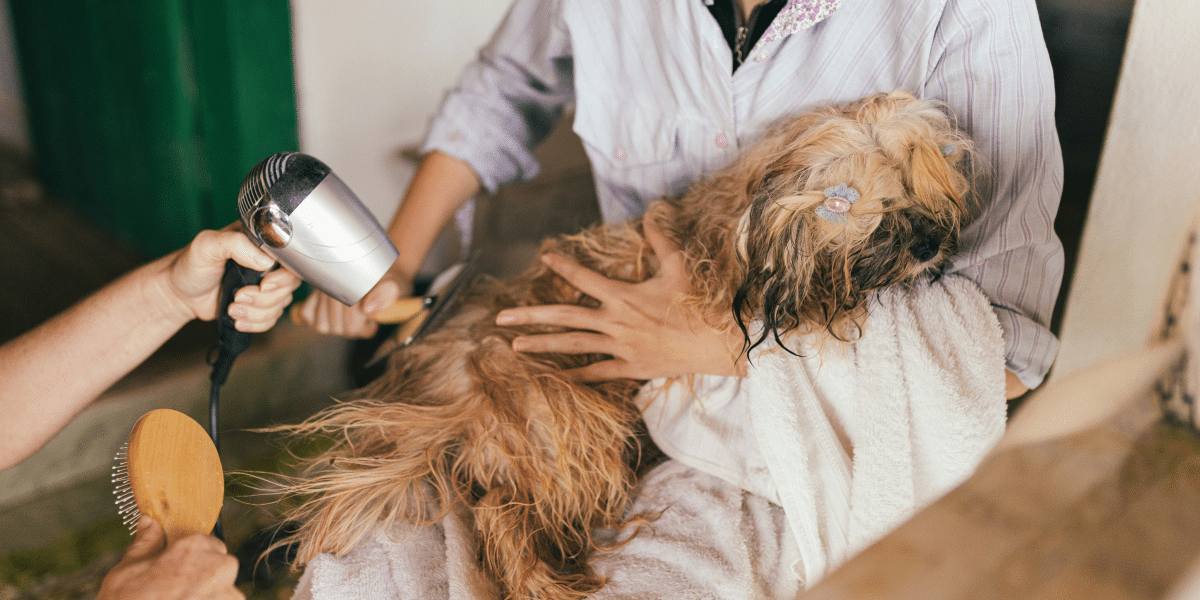 Mastering Dog Care: Effective Grooming Practices