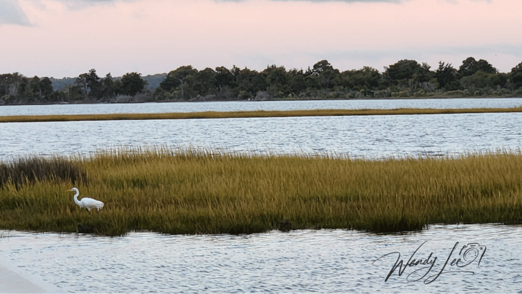 Capturing Nature’s Essence The Artistry and Experience of Wendy Lee Garcia’s Photography (3)