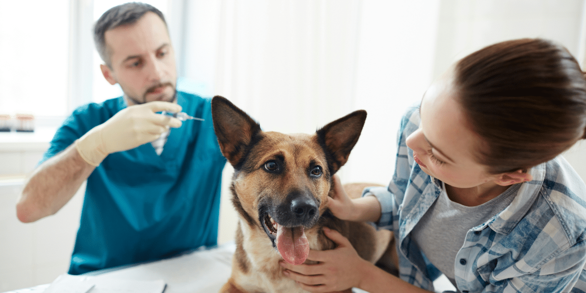 Ideal Pet Insurance NI: A Guide to Policies for Every Pet Owner