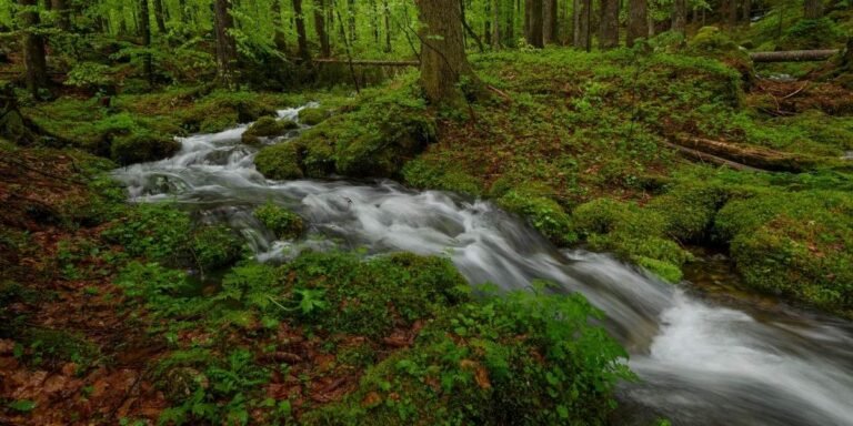 Using Sound for Wellness: The Power of Ambient and Nature Audio