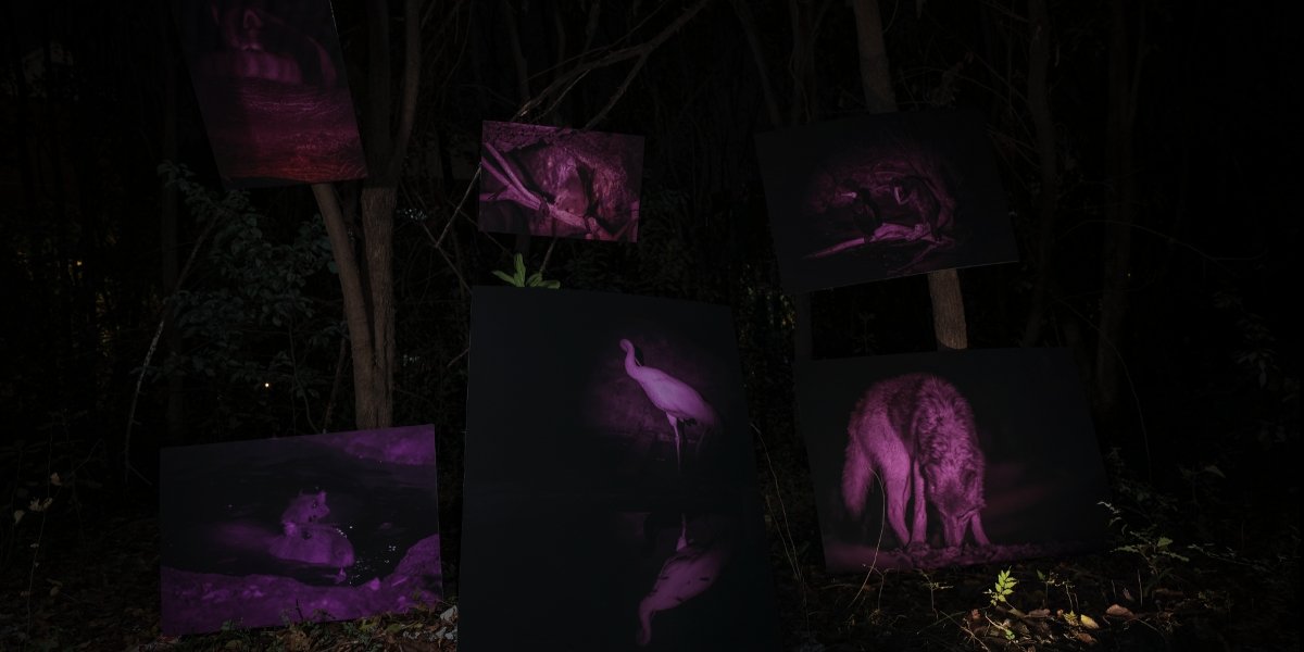 Kaiyuan Yang’s Infra-red photographic series ‘Lost in the Forest’ Captures Rare Nocturnal Images of Wildlife